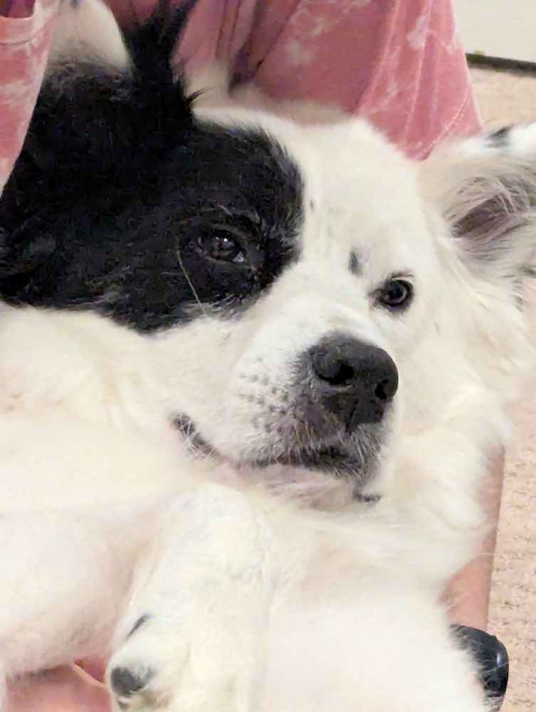 Perfect dog