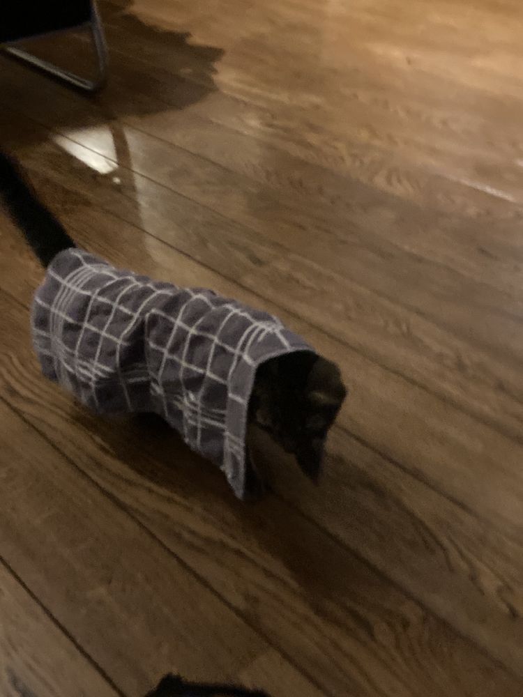 Kat met handdoek om op een houten vloer