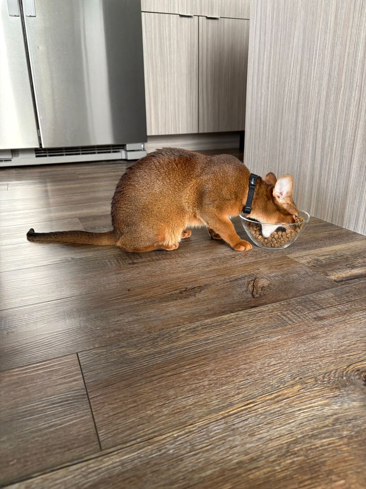 tan Abyssinian cat takes a BIG CHOMP of his food