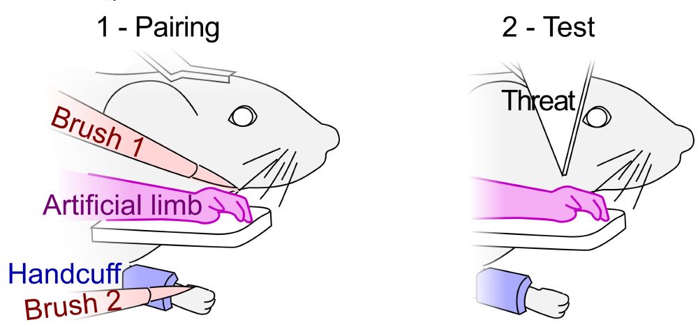 Artificial embodiment protocole in the mouse model. 1: Pairing step, where a visible, artificial limb (visual input) is brushed in synchrony with the actual limb of the mouse (touch input). 2: Test phase, where an object that threatens the artificial limb is rapidly presented to the mouse. 