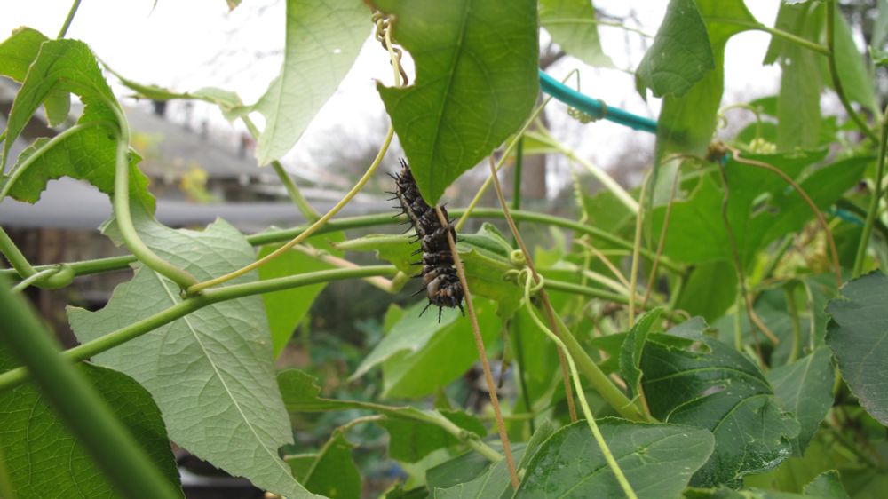  Gulf fritillary caterpillar on a passion vine plant on Dec. 25!