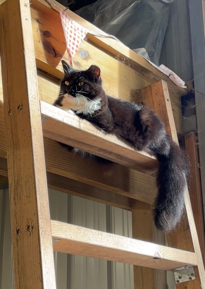 Photo of a fluffy tuxedo cat resting on top of a ladder in the sunlight