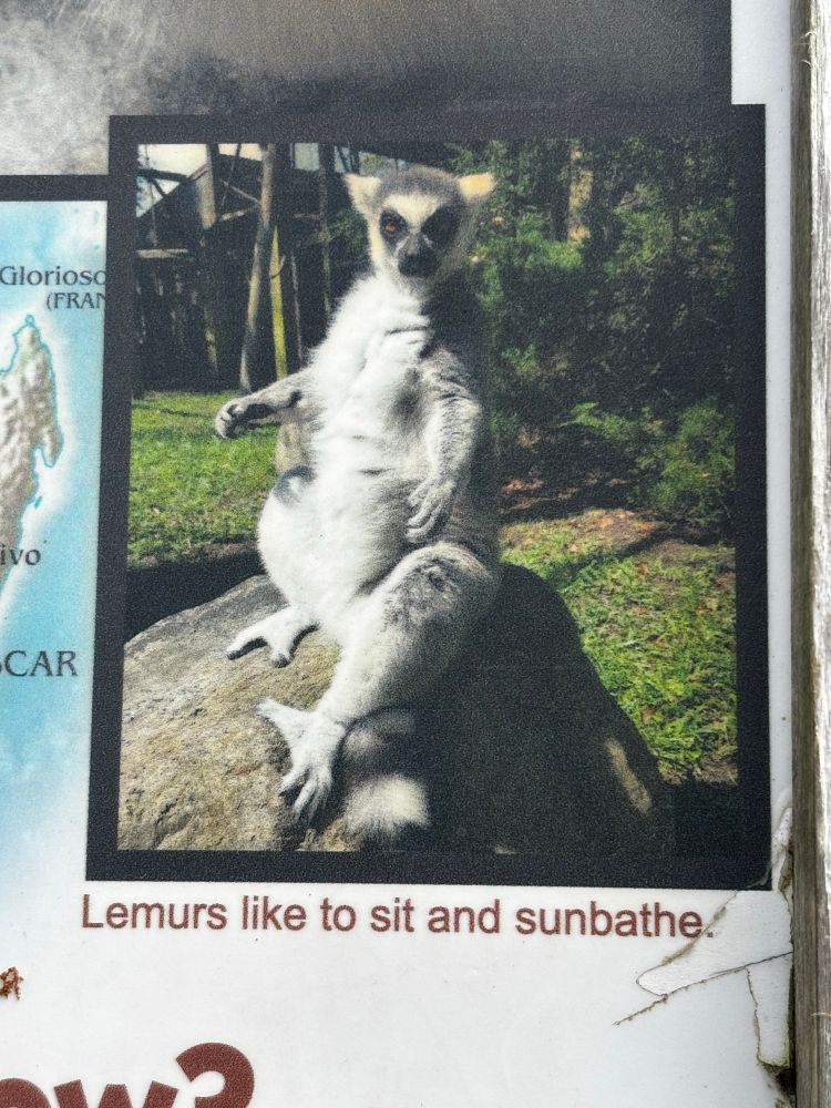 Photo of an image of a ring-tailed lemur sitting on a rock staring at the viewer, with a caption reading “Lemurs like to sit and sunbathe.” 