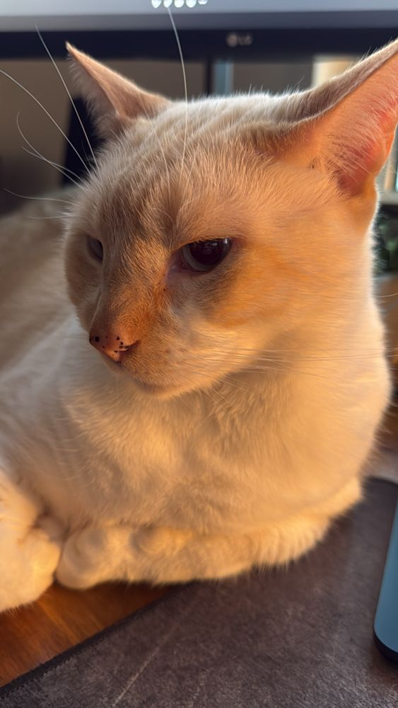 A female Flame point Siamese stares just off camera as she lounges on a desk.
