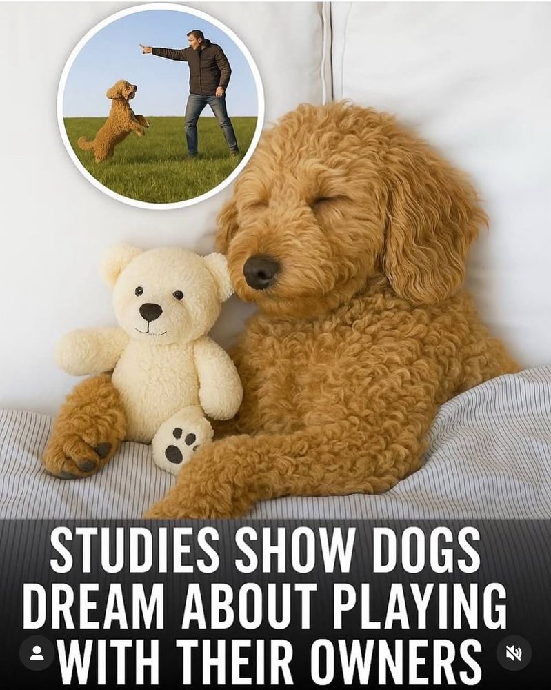 STUDIES SHOW DOGS DREAM ABOUT PLAYING WITH THEIR OWNERS