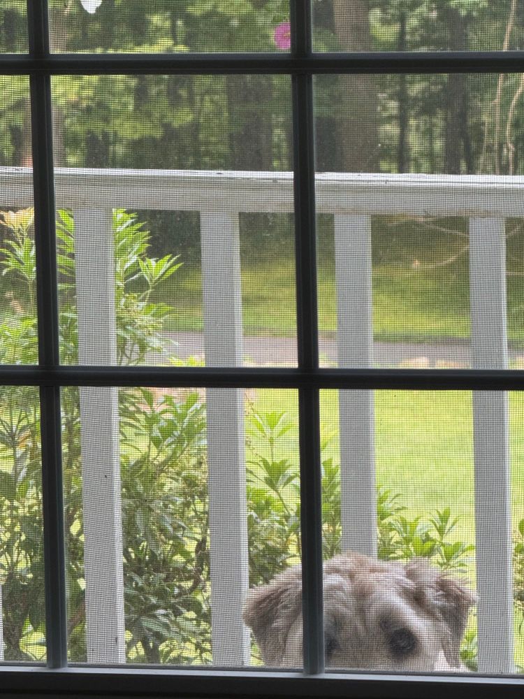 Dog in window