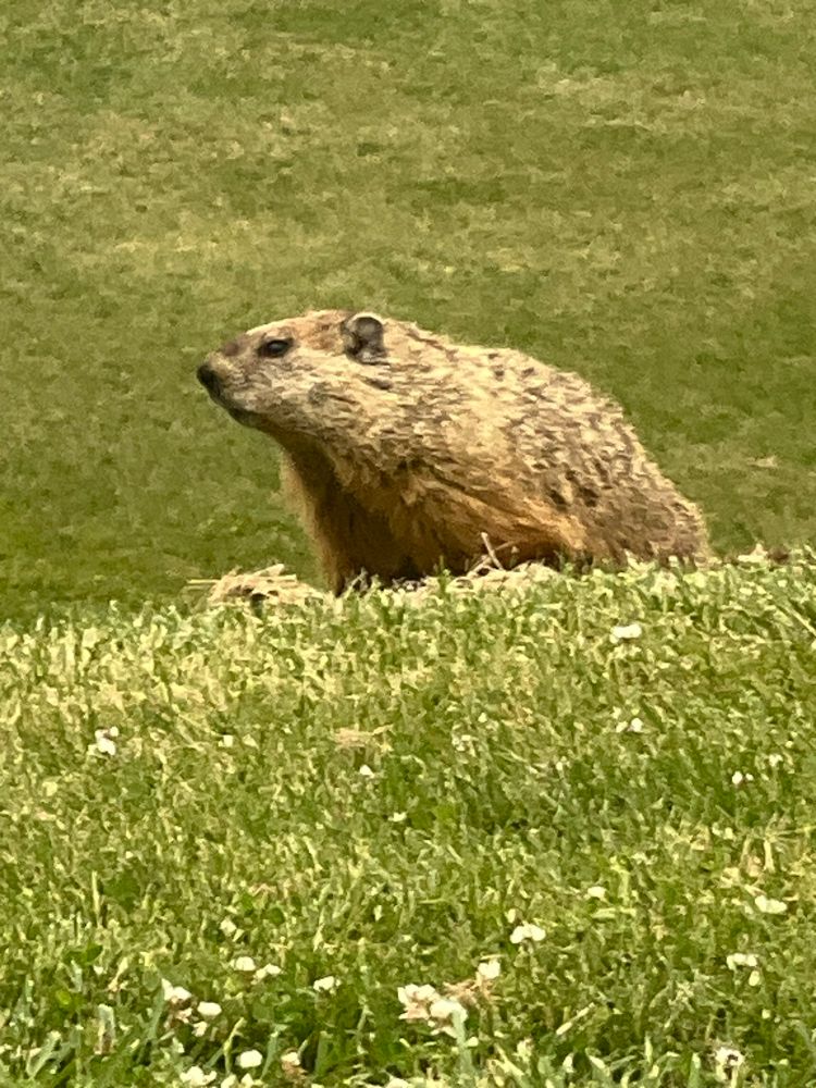 Rodent in grass