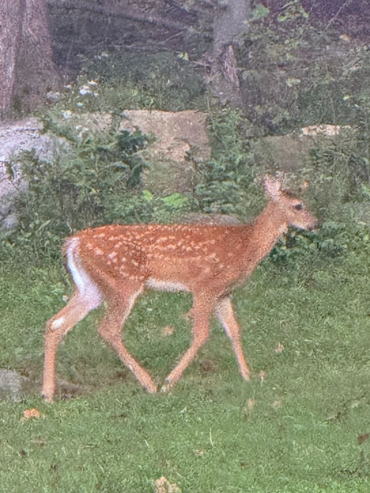 Deer