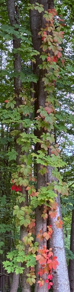 Leaves changing color