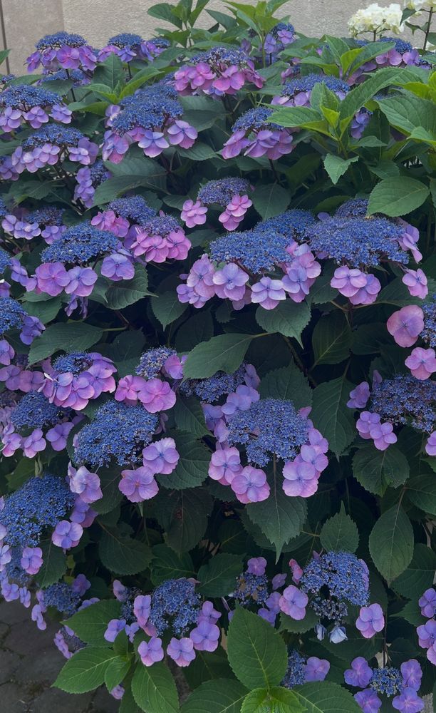 Violet flowers 
