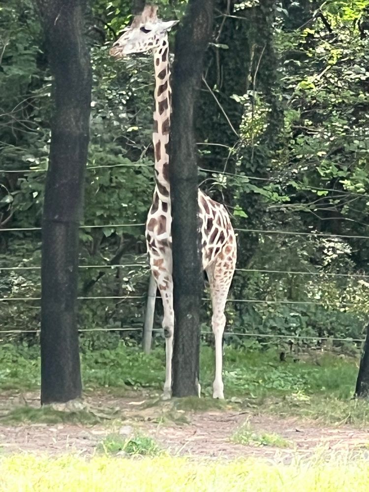 Giraffe hiding behind tree