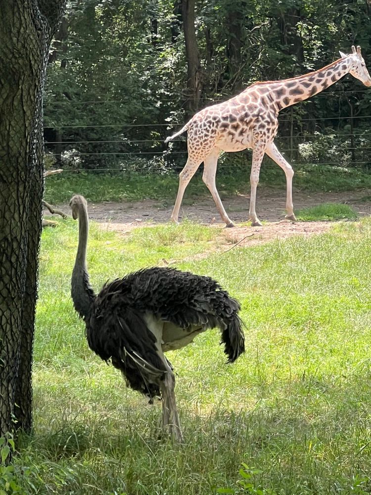 Giraffe - Ostrich