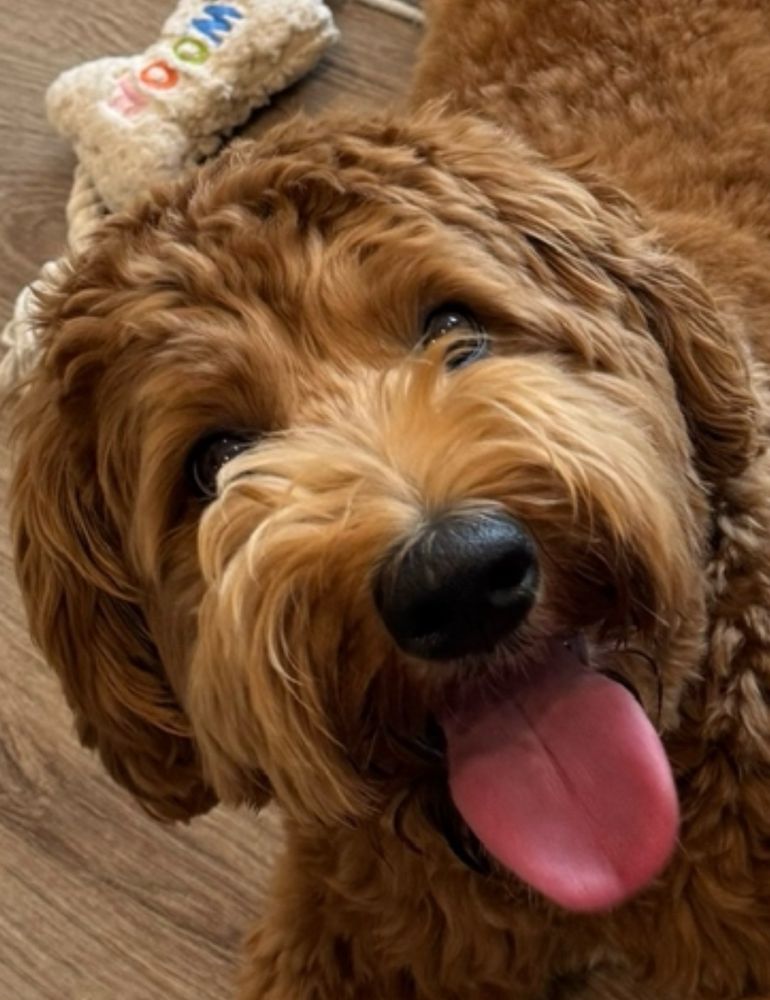 Dog