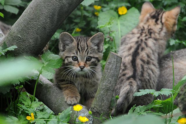 Bild einer oder mehrerer Katzen. (Leider konnte ich keine kostenlose API für Katzenbilder finden, die einen Alt-Text mitliefert, daher diese sehr unspezifische Beschreibung.)