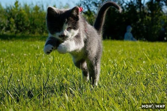 Bild einer oder mehrerer Katzen. (Leider gibt es keine kostenlose API für Katzenbilder, die einen Alt-Text mitliefert, daher diese sehr unspezifische Beschreibung.)