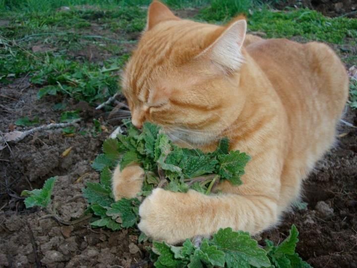 Bild einer oder mehrerer Katzen. (Leider gibt es keine kostenlose API für Katzenbilder, die einen Alt-Text mitliefert, daher diese sehr unspezifische Beschreibung.)