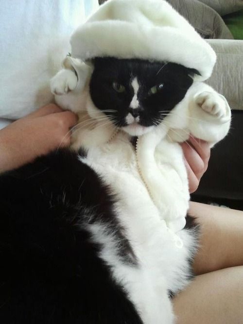 Bild einer oder mehrerer Katzen. (Leider gibt es keine kostenlose API für Katzenbilder, die einen Alt-Text mitliefert, daher diese sehr unspezifische Beschreibung.)