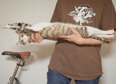 Bild einer oder mehrerer Katzen. (Leider gibt es keine kostenlose API für Katzenbilder, die einen Alt-Text mitliefert, daher diese sehr unspezifische Beschreibung.)