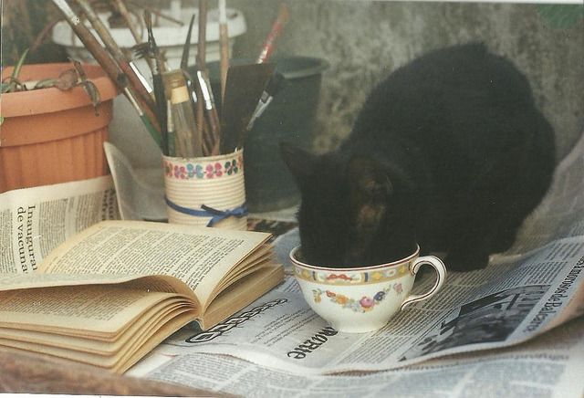 Bild einer oder mehrerer Katzen. (Leider konnte ich keine kostenlose API für Katzenbilder finden, die einen Alt-Text mitliefert, daher diese sehr unspezifische Beschreibung.)