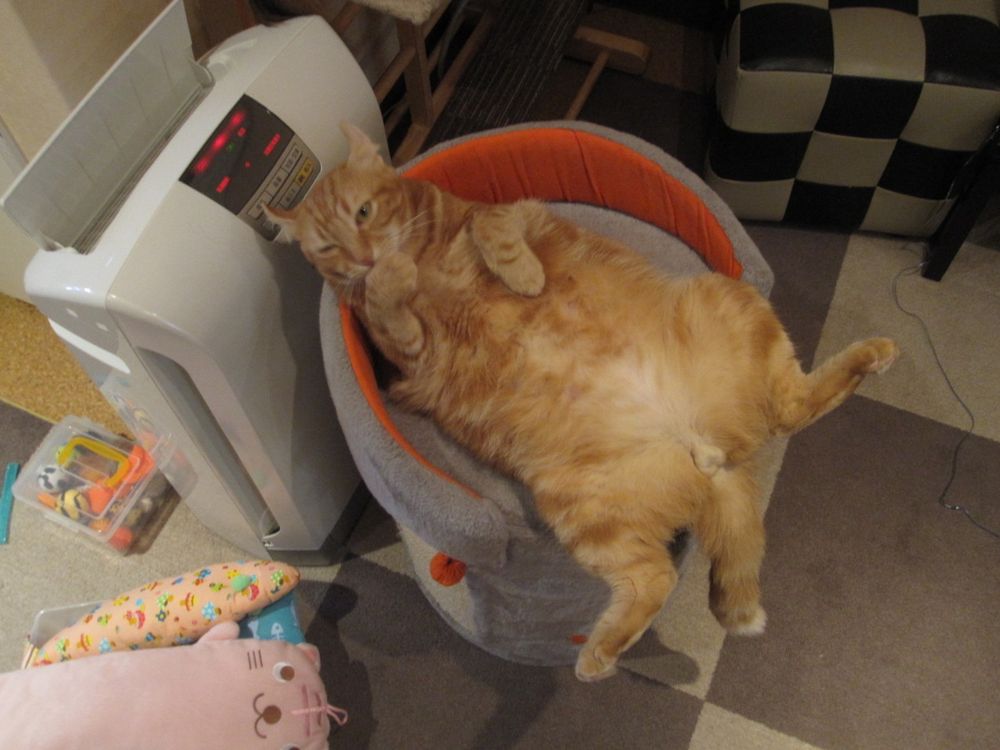 Bild einer oder mehrerer Katzen. (Leider gibt es keine kostenlose API für Katzenbilder, die einen Alt-Text mitliefert, daher diese sehr unspezifische Beschreibung.)