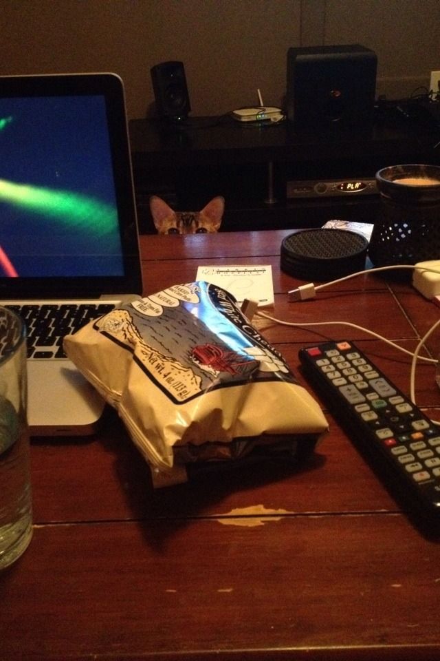 Bild einer oder mehrerer Katzen. (Leider konnte ich keine kostenlose API für Katzenbilder finden, die einen Alt-Text mitliefert, daher diese sehr unspezifische Beschreibung.)