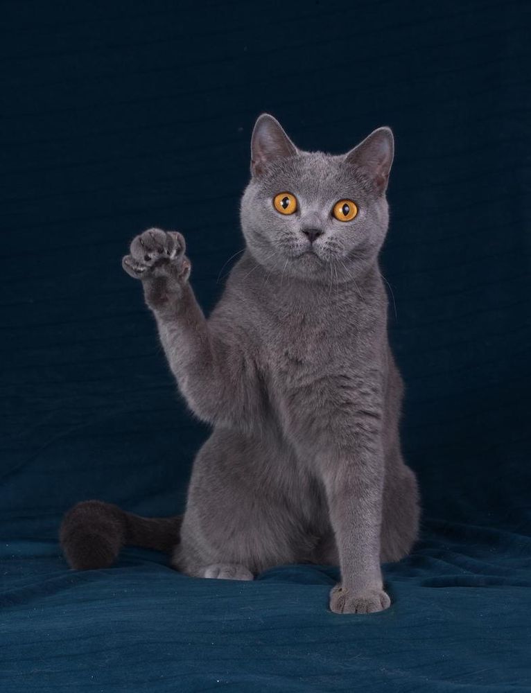 Bild einer oder mehrerer Katzen. (Leider gibt es keine kostenlose API für Katzenbilder, die einen Alt-Text mitliefert, daher diese sehr unspezifische Beschreibung.)