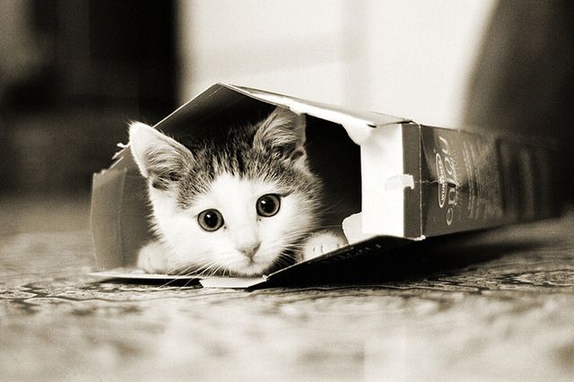 Bild einer oder mehrerer Katzen. (Leider konnte ich keine kostenlose API für Katzenbilder finden, die einen Alt-Text mitliefert, daher diese sehr unspezifische Beschreibung.)