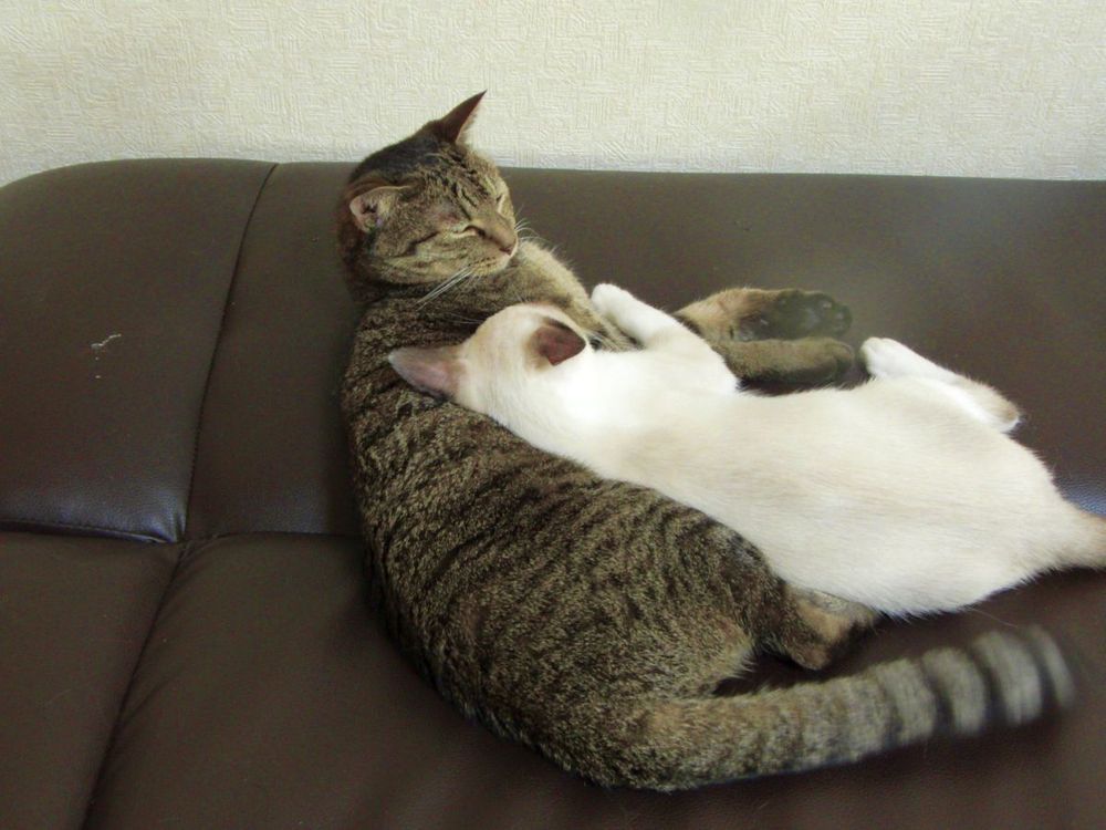 Bild einer oder mehrerer Katzen. (Leider gibt es keine kostenlose API für Katzenbilder, die einen Alt-Text mitliefert, daher diese sehr unspezifische Beschreibung.)