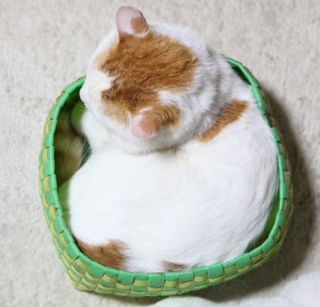Bild einer oder mehrerer Katzen. (Leider gibt es keine kostenlose API für Katzenbilder, die einen Alt-Text mitliefert, daher diese sehr unspezifische Beschreibung.)