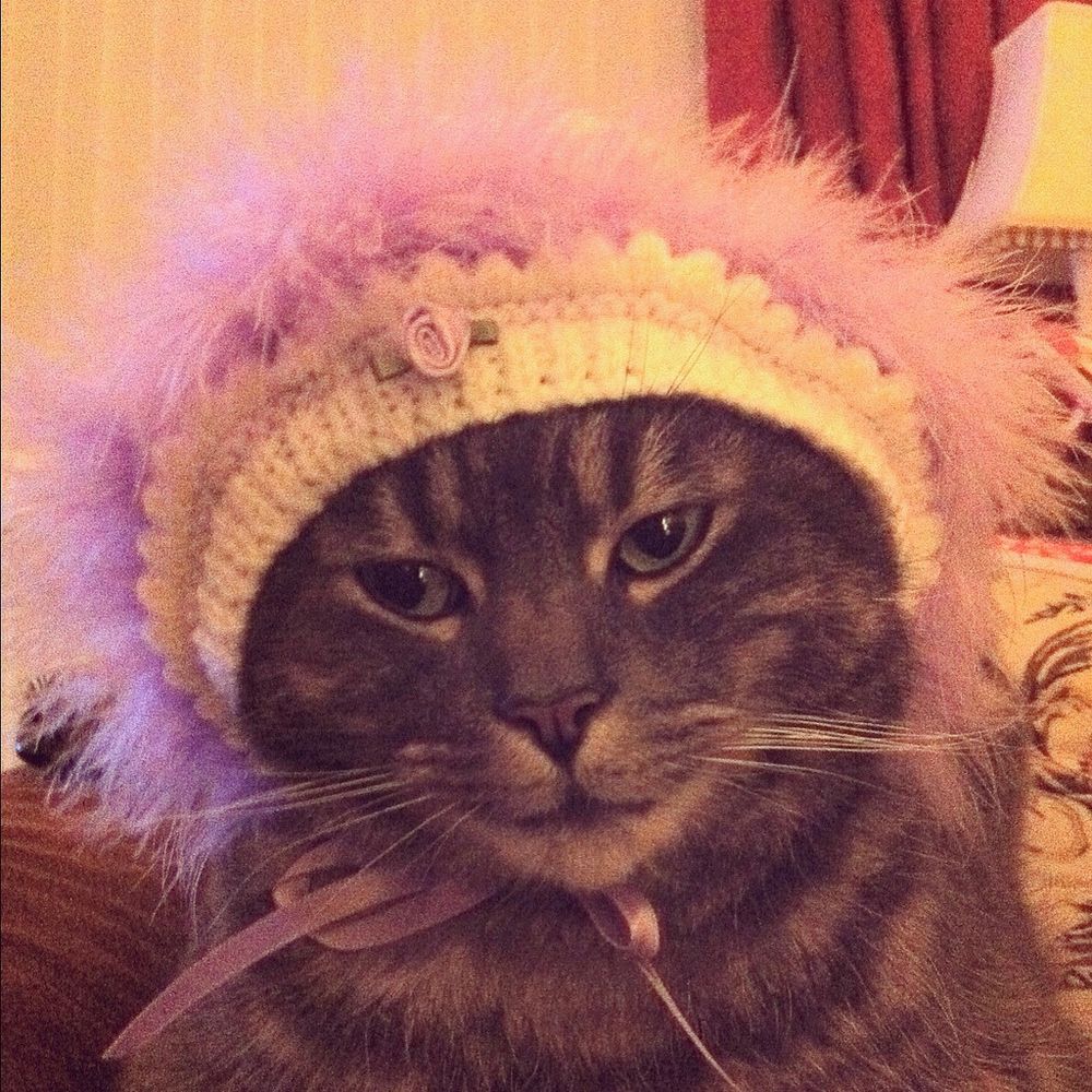 Bild einer oder mehrerer Katzen. (Leider gibt es keine kostenlose API für Katzenbilder, die einen Alt-Text mitliefert, daher diese sehr unspezifische Beschreibung.)