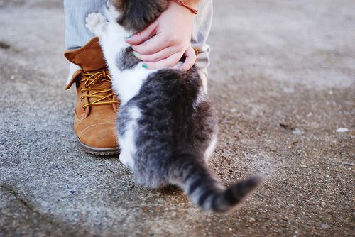 Bild einer oder mehrerer Katzen. (Leider gibt es keine kostenlose API für Katzenbilder, die einen Alt-Text mitliefert, daher diese sehr unspezifische Beschreibung.)