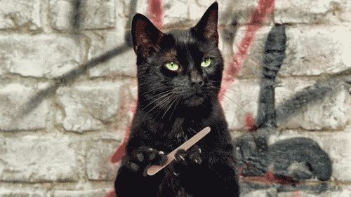 Bild einer oder mehrerer Katzen. (Leider gibt es keine kostenlose API für Katzenbilder, die einen Alt-Text mitliefert, daher diese sehr unspezifische Beschreibung.)