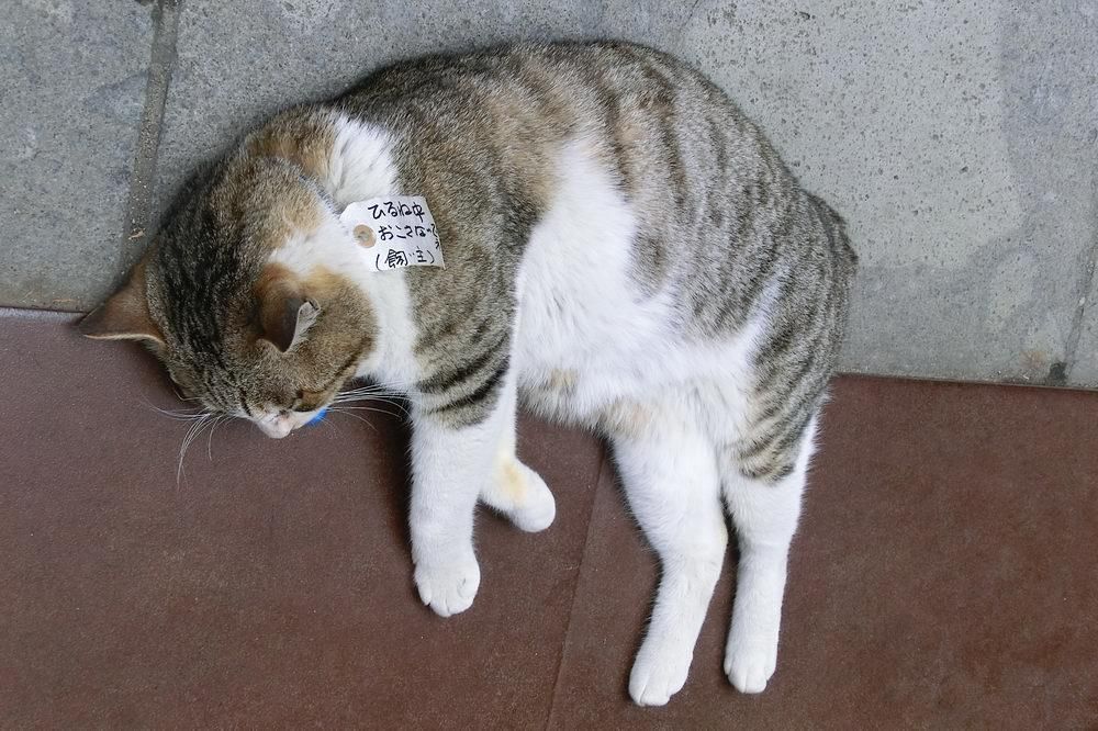 Bild einer oder mehrerer Katzen. (Leider konnte ich keine kostenlose API für Katzenbilder finden, die einen Alt-Text mitliefert, daher diese sehr unspezifische Beschreibung.)