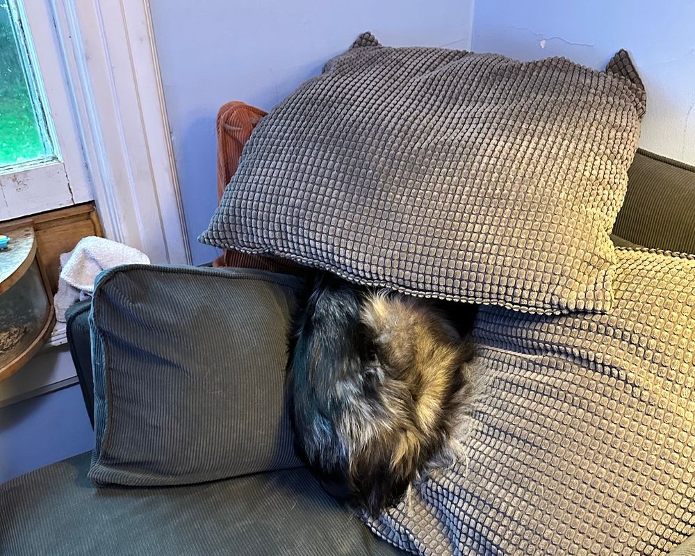 Stella, the mini Australian Shepherd is mostly buried into a pile of pillows, with her grey mottled butt poking out from a pile of grey pillows. Not shown: a massive thunder storm. 