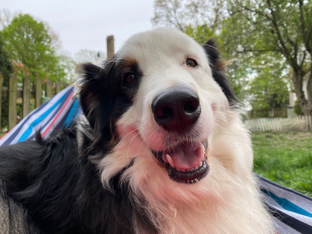 A very fluffy white and black Australian Shepard in a hammock looking doopy
