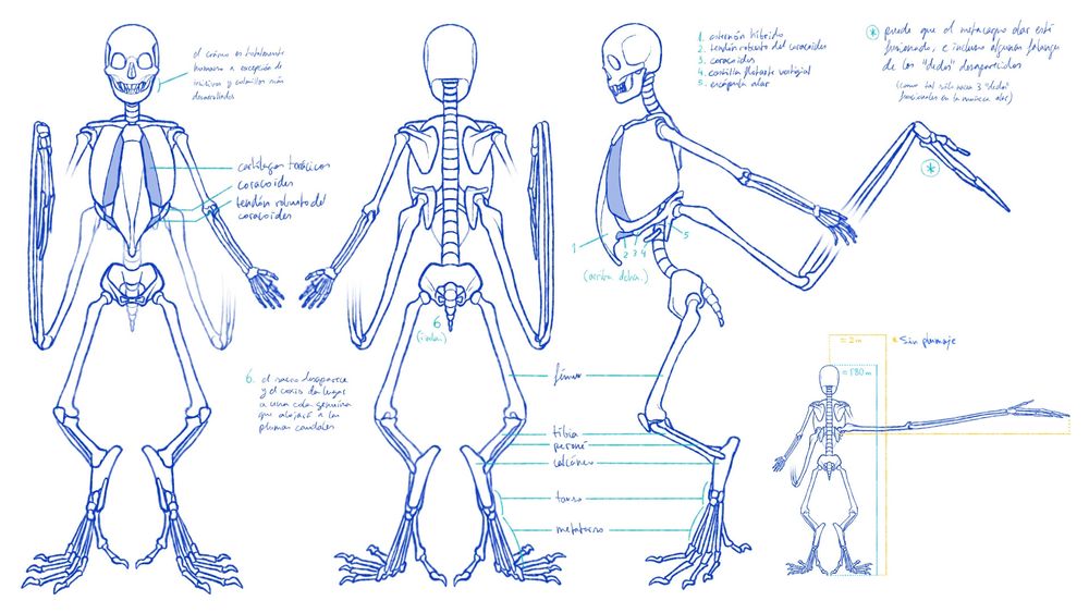 Estudio anatómico de fantasía del esqueleto de una arpía. En él notamos más diferencias subyacentes como por ejemplo un esternón mucho más desarrollado y sobresaliente, parecido al de las aves. También pantorrillas acortadas y enlogamiento de tarso y metatarso. Además, la aparición de una segunda "cintura cervical" (cintura dorsal podríamos llamarla en este caso), que soporta a las extremidades extra, las alas, situada donde se encontrarían normalmente las costillas flotantes.