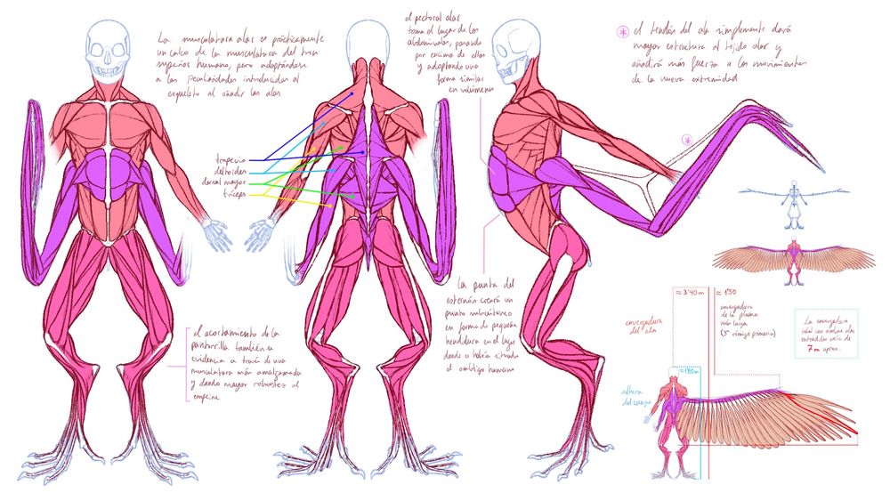 Estudio anatómico de fantasía de la musculatura de una arpía. Tendría seis pares de extremidades, siendo el par extra las alas. Se extienden desde la espalda poseyendo un grupo muscular similar al del tren superior. Por ejemplo, los pectorales alares descansan justo debajo de los ya existentes, cubriendo además los abdominales. En la espalda, un segundo y largo trapecio cubre toda la zona dorsal, dando paso a los lados a los dos nuevos hombros y "brazos" de las alas.