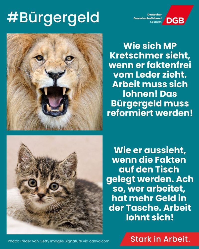 Auf der Kachel ist ein brüllender Löwe mit dem Text "Wie sich MP Kretschmer sieht, wenn er faktenfrei vom Leder zieht. Arbeit muss sich lohnen! Da Bürgergeld muss reformiert werden!". Darunter ist ein Kätzchen mit dem Text: "Wie er aussieht, wenn die Fakten auf den Tisch gelegt werden. Ach so, wer arbeitet, hat mehr Geld in der Tasche. Arbeit lohnt sich!"