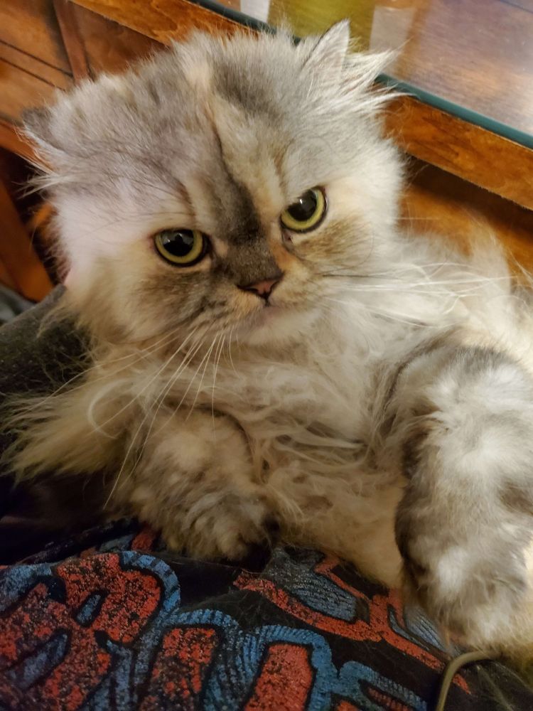 cream and grey persian cat