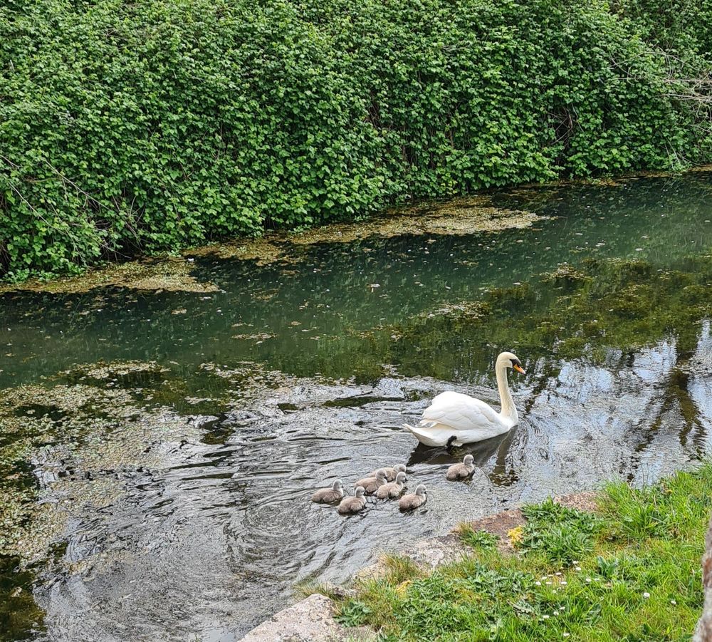 A mother swan and her seven cygnets swimming in a moat.