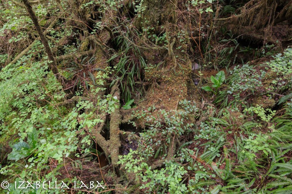 Close-up of the rainforest floor, with messy vegetation and some water pools showing.