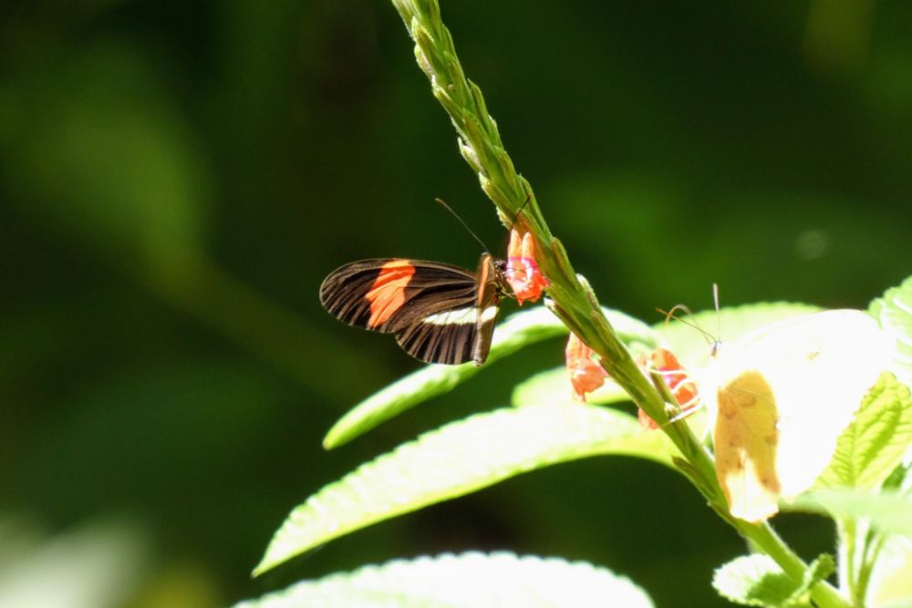 A red, black, and white butterfly is holding onto a green flower stem above sunlit green leaves. The background is blurry dark green. 