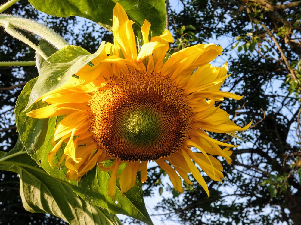 A large yellow sunflower with tree leaves behind it. 