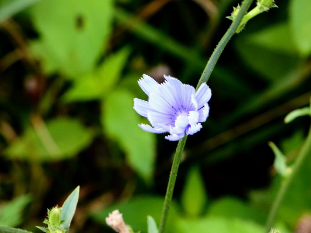A small lilac flower against a background of blurry green leaves. 