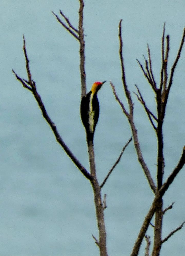 A red and yellow head on a black body with a white stripe, Golden-naped Woodpecker. It is perched on a bare branch, facing away from the camera. The background is blurry blue ocean. 