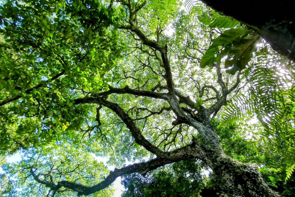 A massive tree with green leaves that create a beautiful green canopy. 