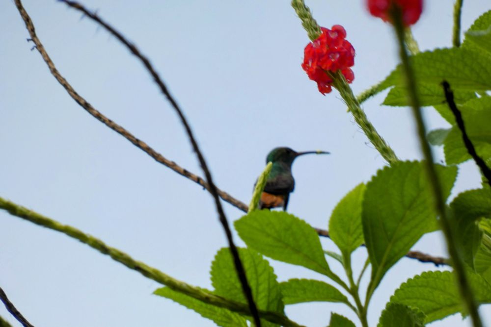 An iridescent Rufous-tailed Hummingbird is perched on a vine. There are red flowers above it and green leaves around it. The background is blue sky. 