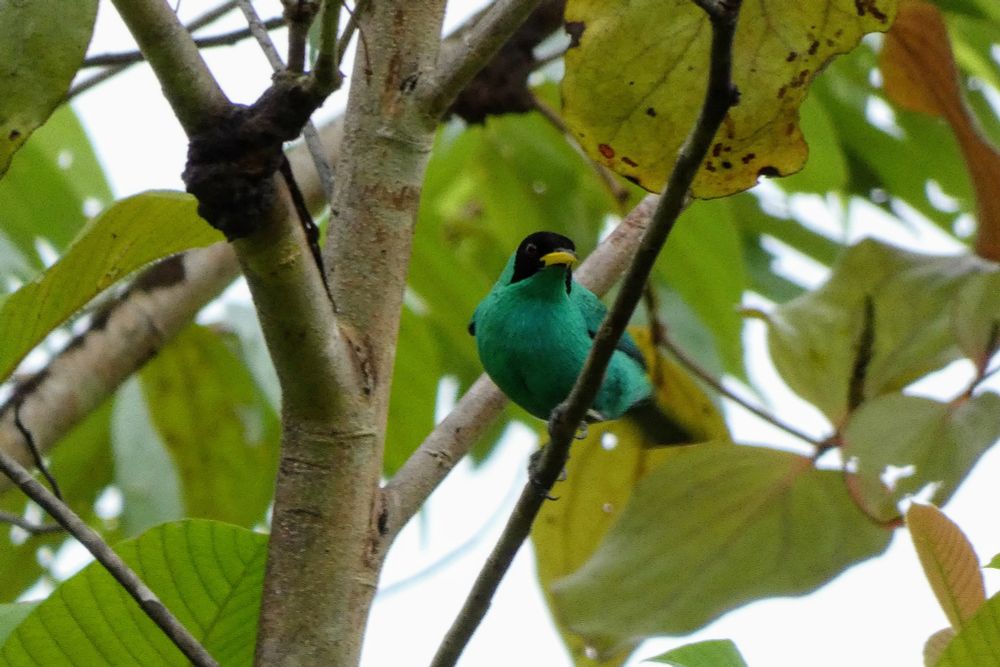 A Green Honeycreeper with s black head is perched on a thin branch. It is surrounded by other branches and green leaves. 