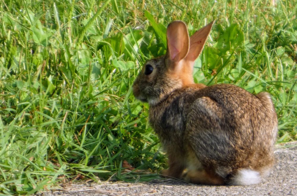 A rabbit is sitting on the edge of a path looking at a lawn of green grass. 