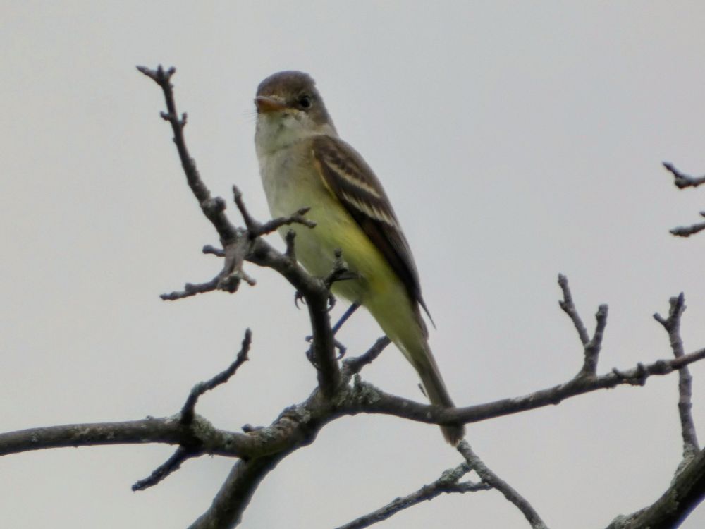 Tan and white Flycatcher is perched on the top of a bare branch. It is looking toward the camera. The background is grey sky. 